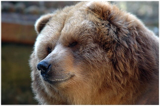 Kodiak Baer